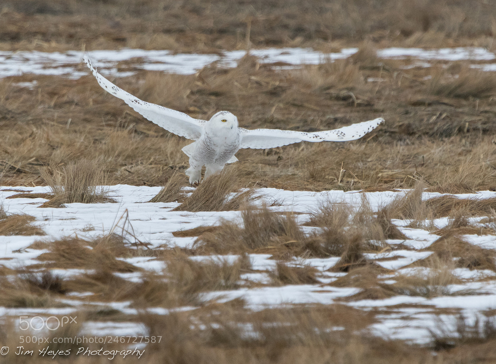 Canon EOS 7D Mark II sample photo. Up up and away... photography