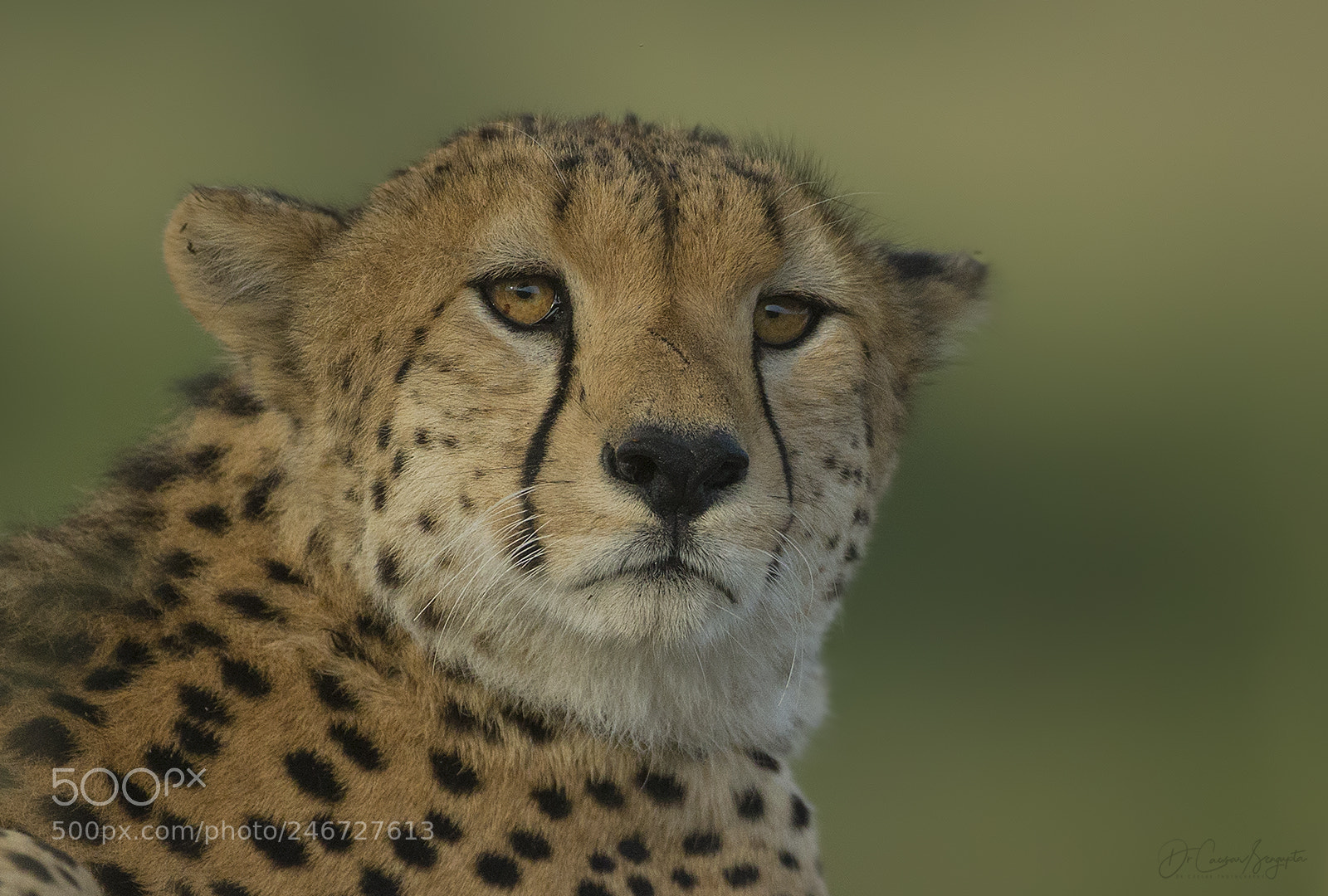 Canon EOS-1D X sample photo. Cheetah portrait photography