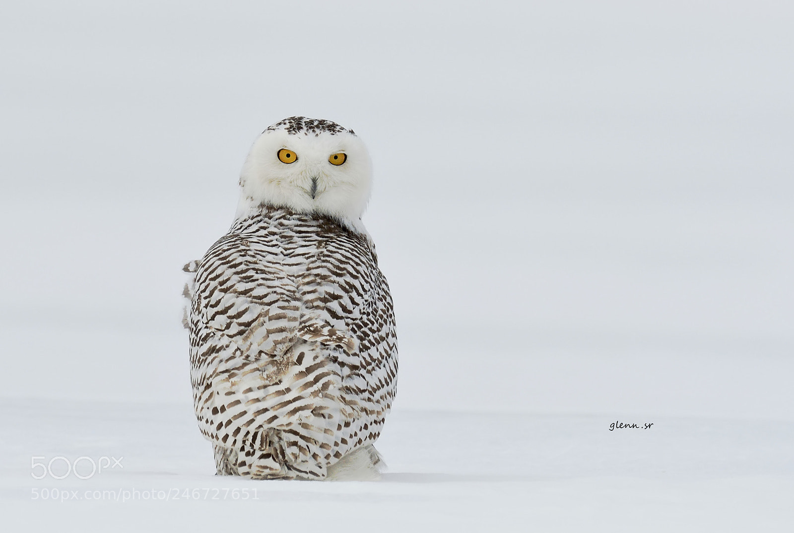 Nikon D500 sample photo. Snow owl photography