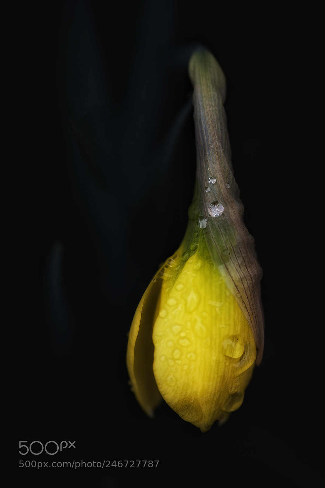 Nikon D810 sample photo. Untitled photography