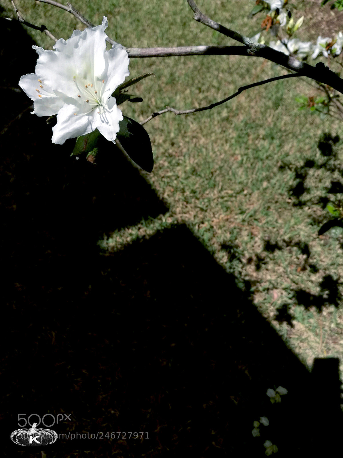 HUAWEI Mate 8 sample photo. Flower photography