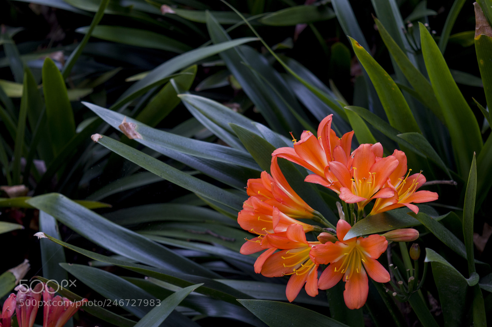 Nikon D3200 sample photo. Bright flower photography