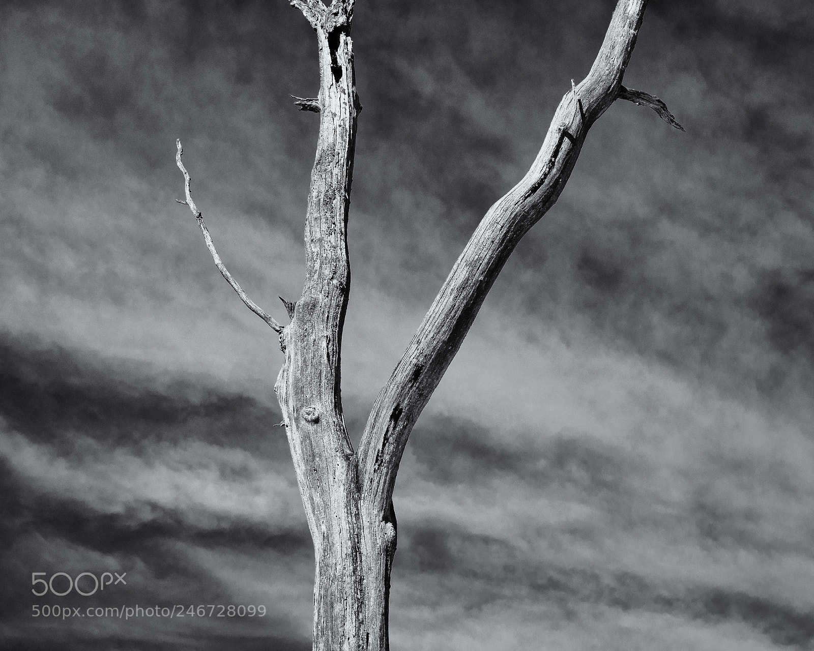 Olympus OM-D E-M1 sample photo. Dead tree, gatineau park photography