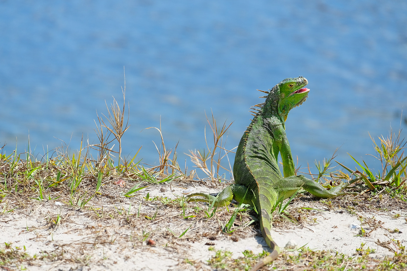 Fujifilm X-T10 sample photo. South florida sunbathe photography