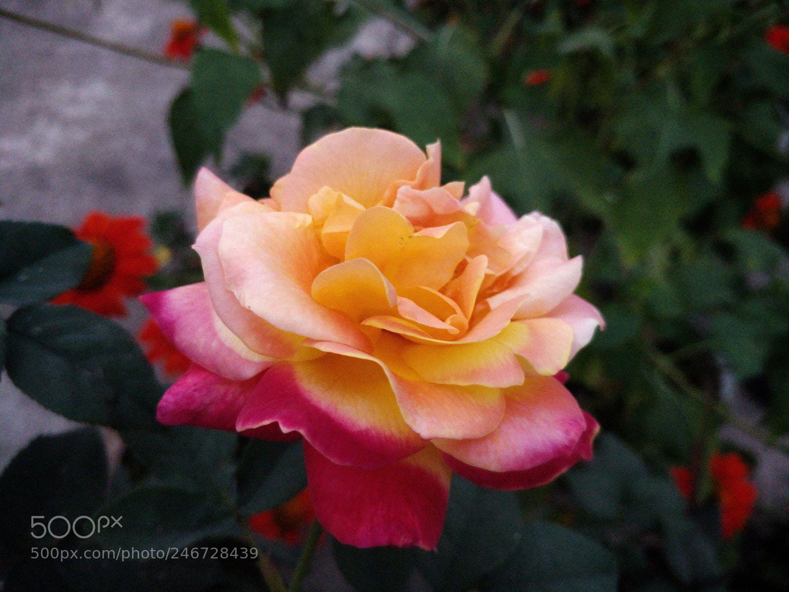 OnePlus 5 sample photo. Radiance! photography