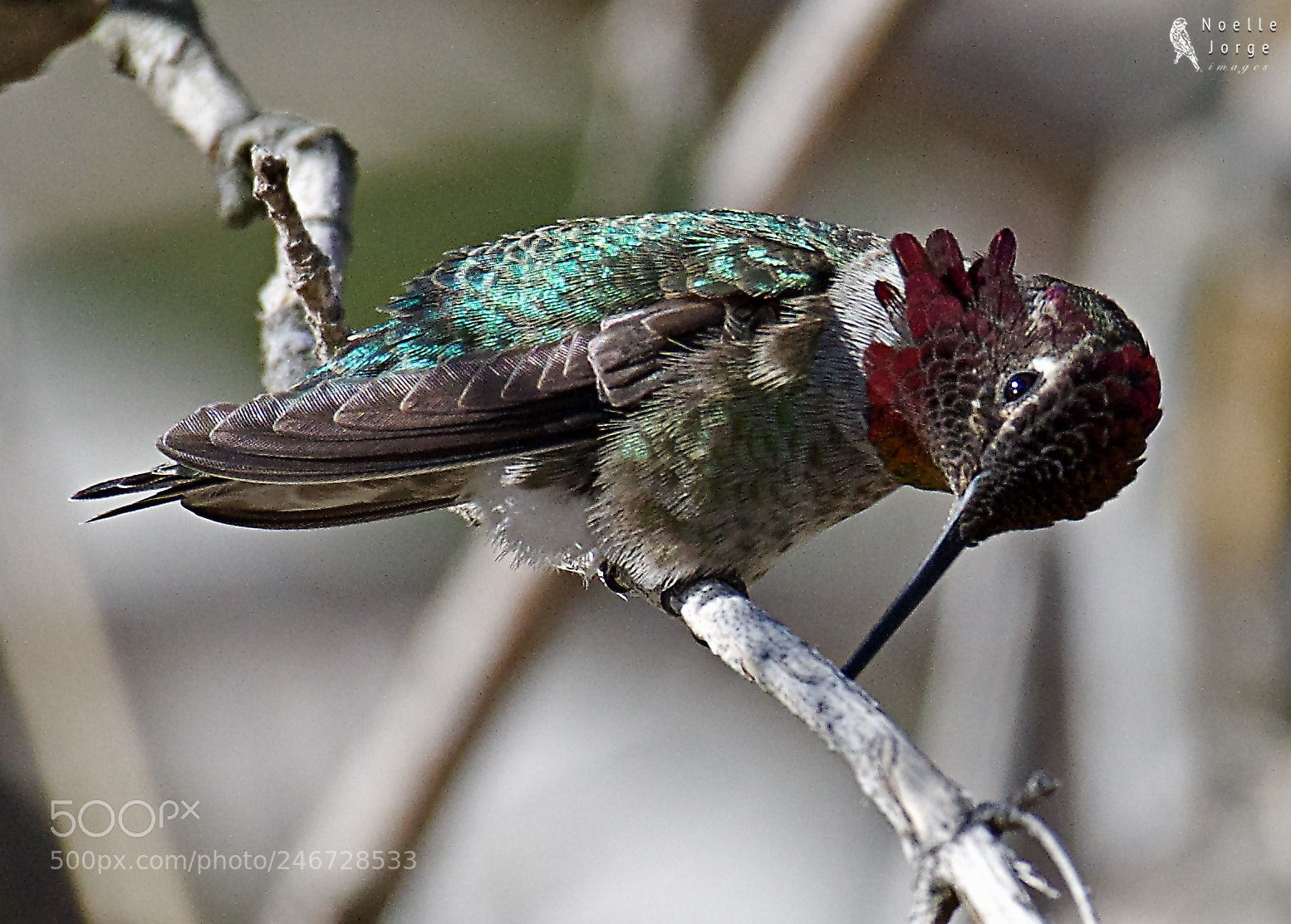 Nikon D500 sample photo. Anna s hummingbird rubs photography
