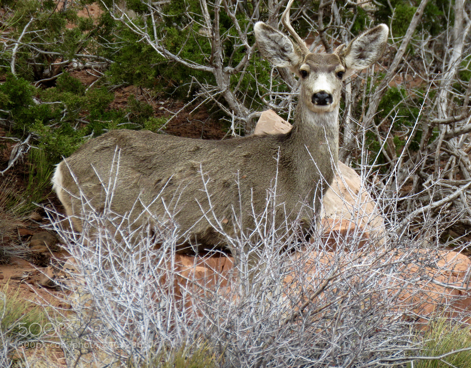 Canon PowerShot SX60 HS sample photo. Hypervigilant photography
