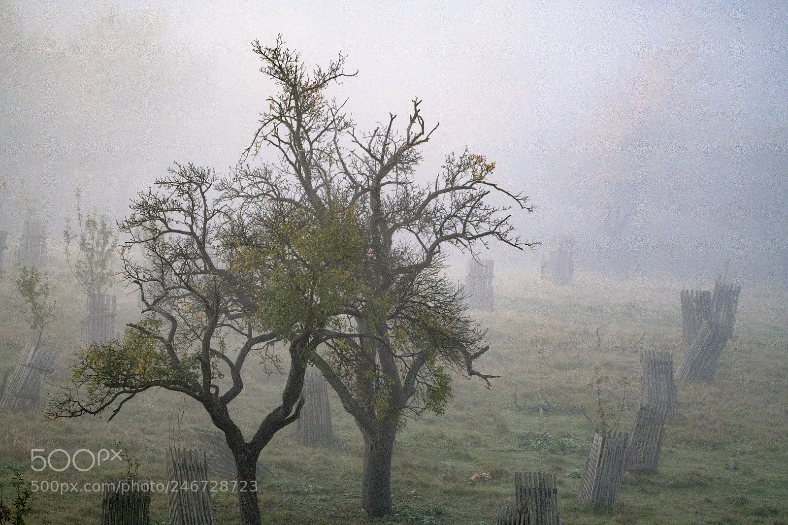 Nikon D850 sample photo. A cold misty morning photography