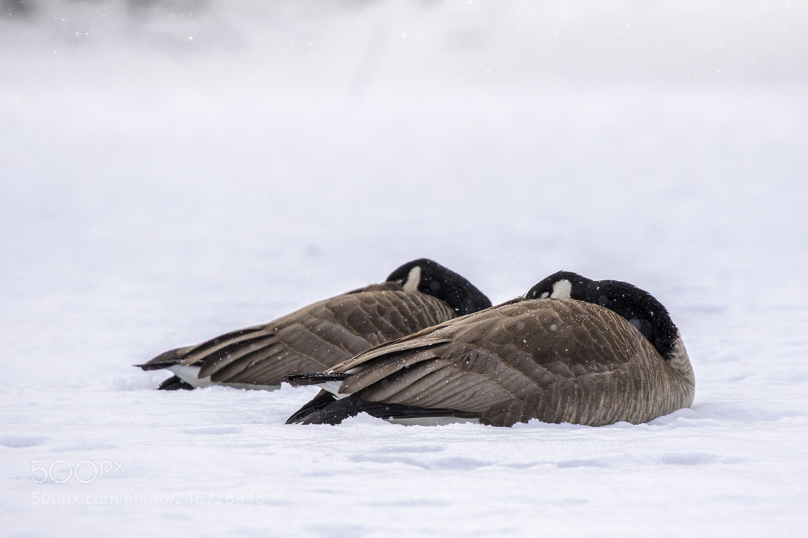 Canon EOS 7D Mark II sample photo. Geese in snow photography