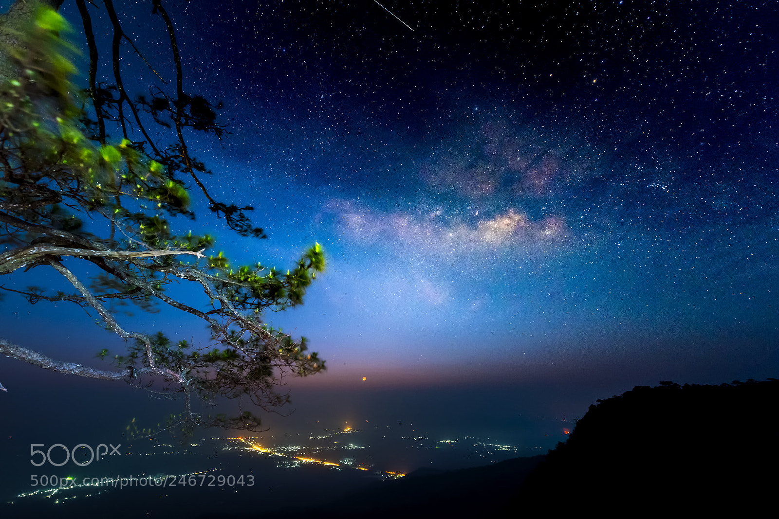 Nikon D810 sample photo. Milky way over pine photography