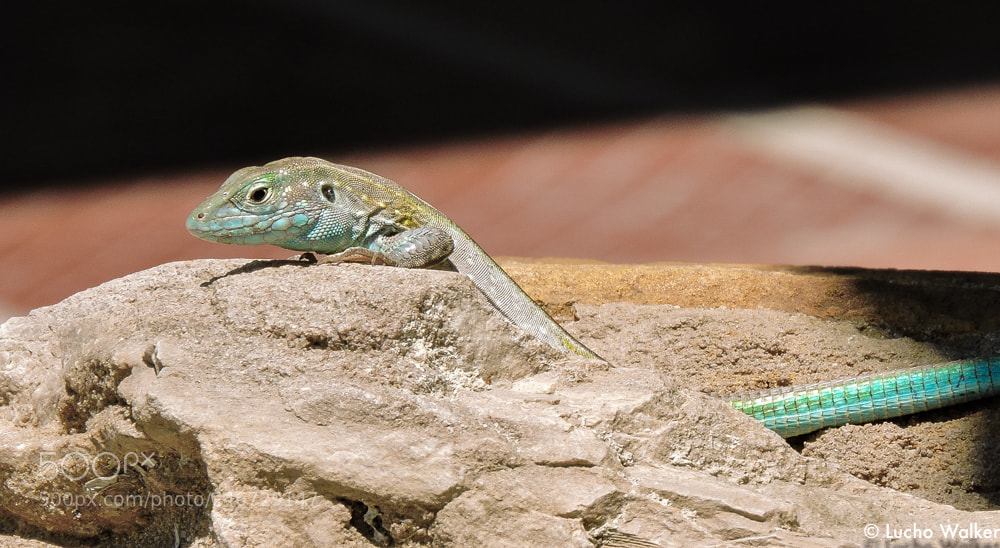 Nikon Coolpix P600 sample photo. Reptile photography