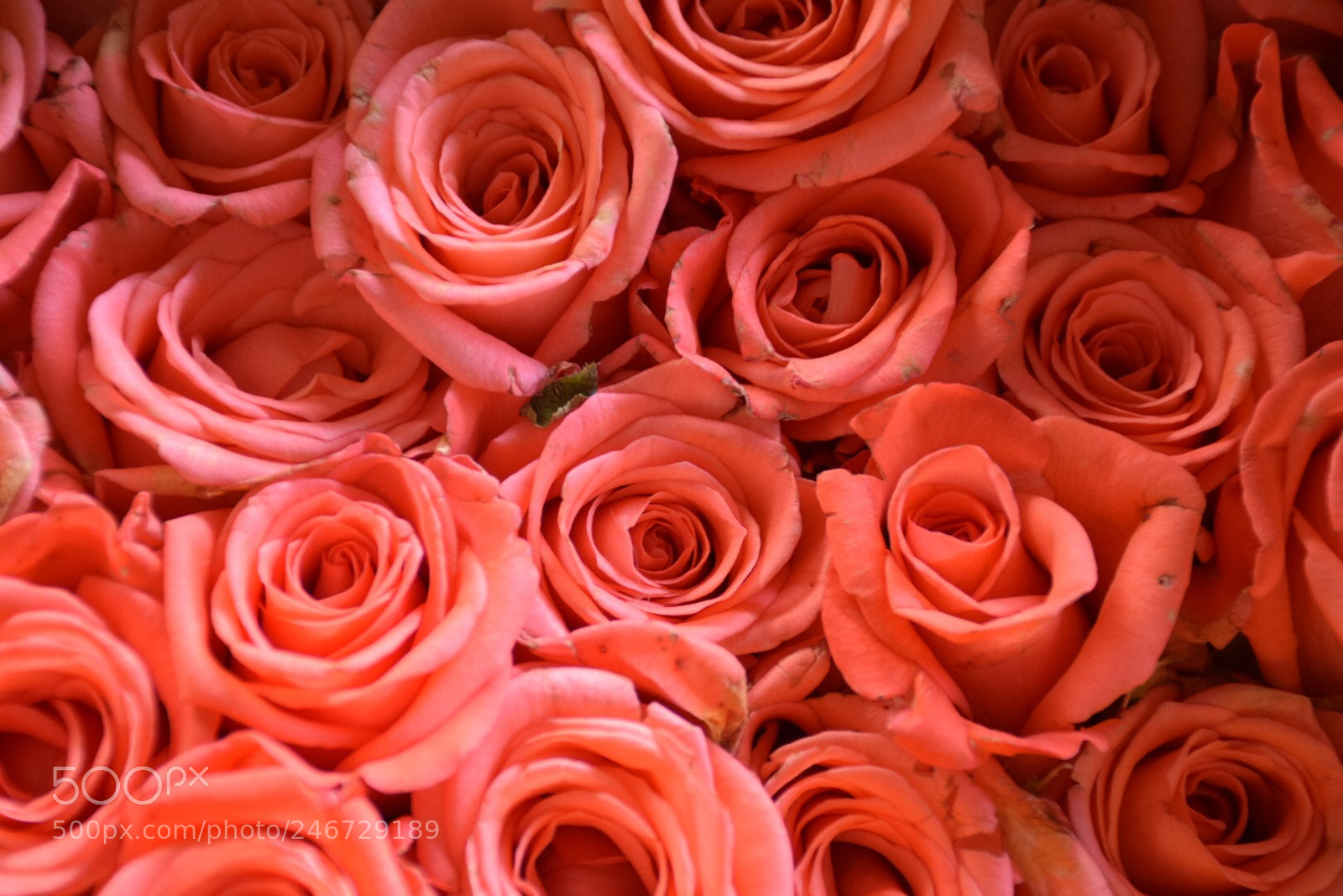 Nikon D5300 sample photo. ? #flores #flowers #rosas #roses photography