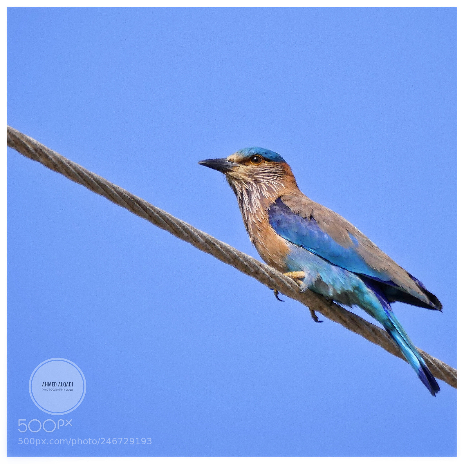 Panasonic Lumix DMC-GX8 sample photo. Indian roller photography