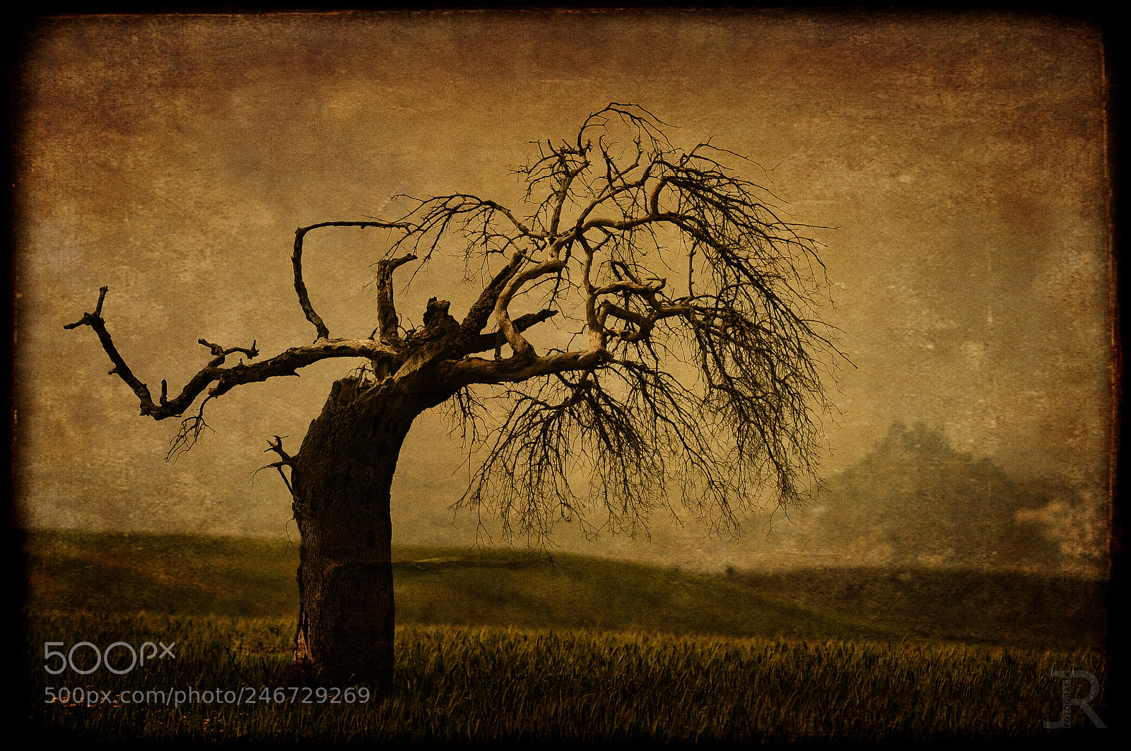 Nikon D300S sample photo. Arbol solitario photography