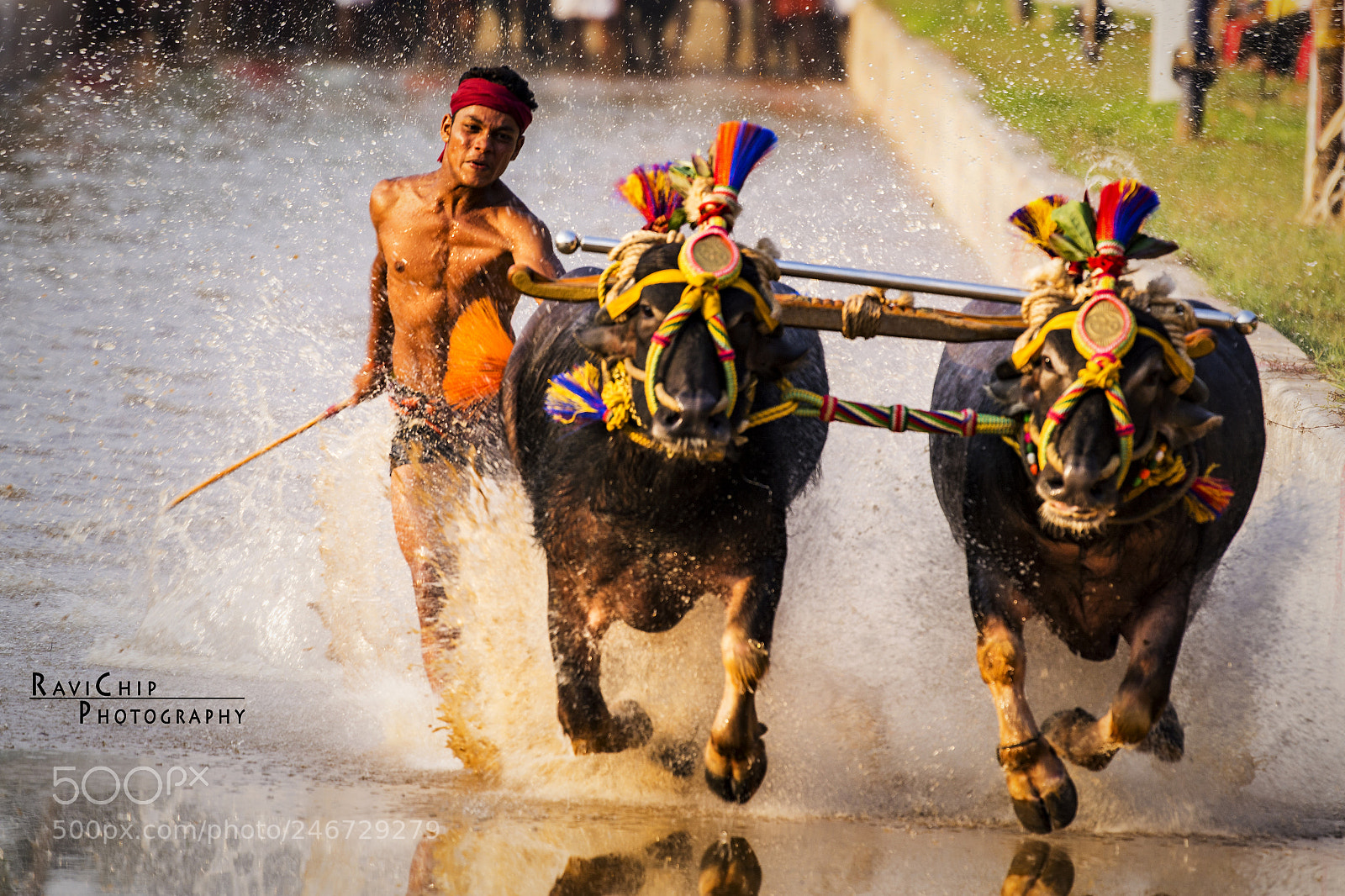 Nikon D7100 sample photo. Kambala - buffalo race photography