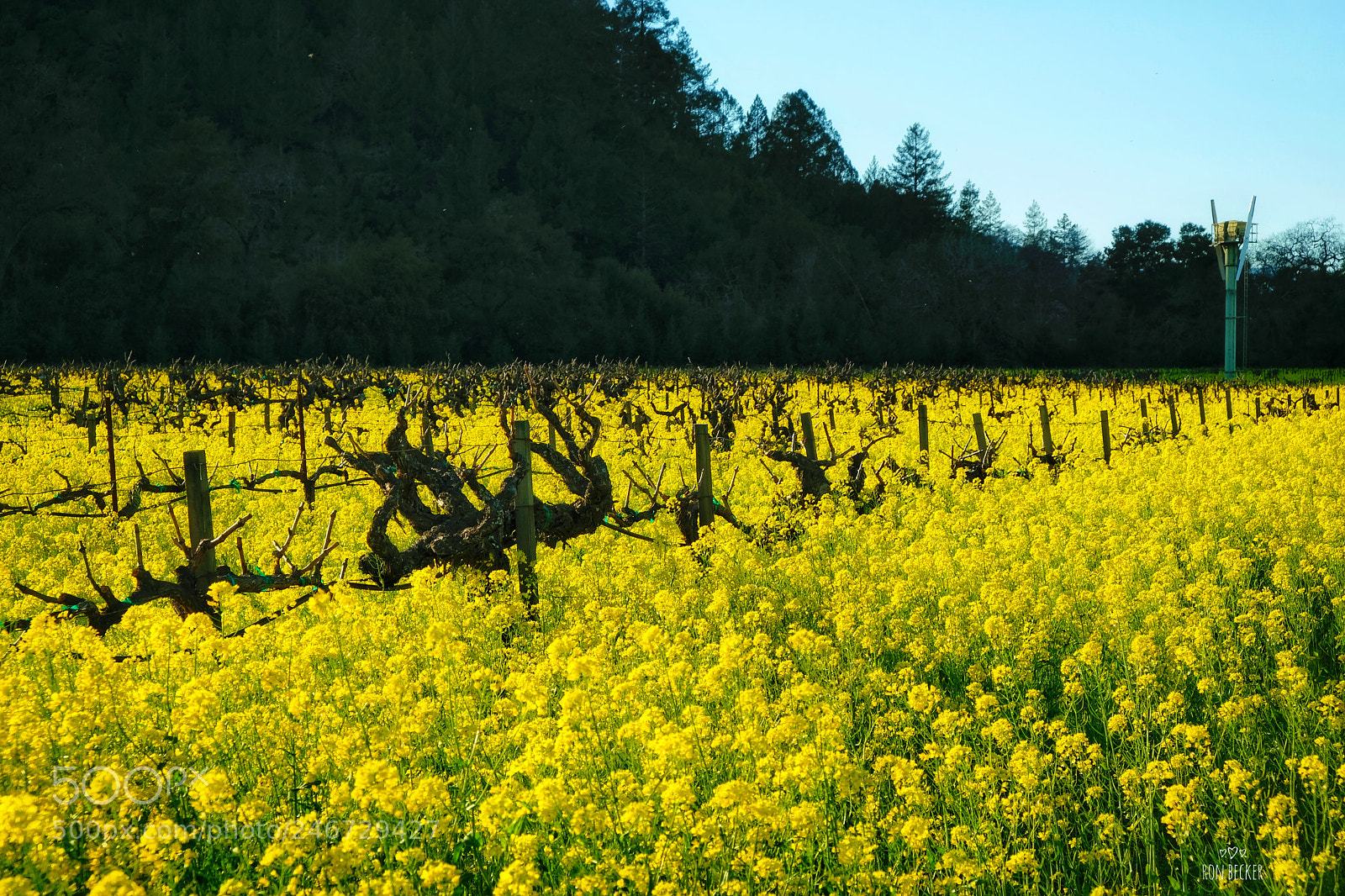 Fujifilm X-T2 sample photo. Sunshine grown here photography
