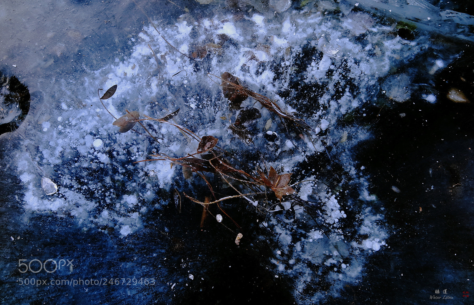 Canon PowerShot G1 X Mark II sample photo. Waterlilies in the ice photography