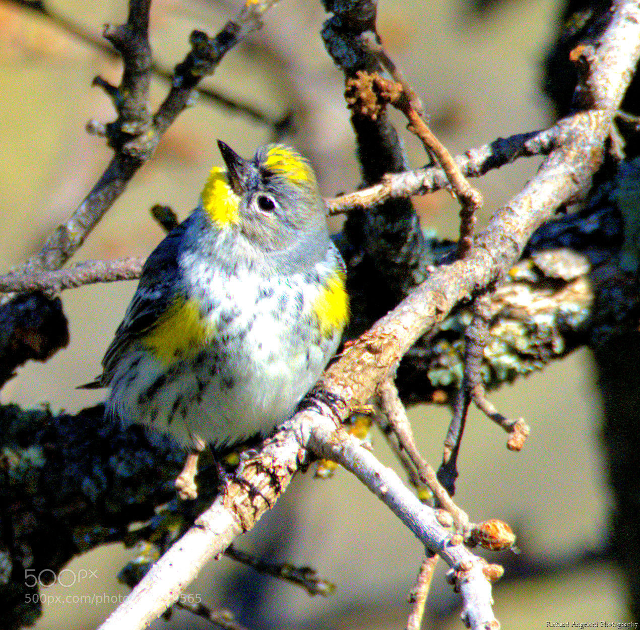 Nikon D7200 sample photo. Yellow rumped warbler photography