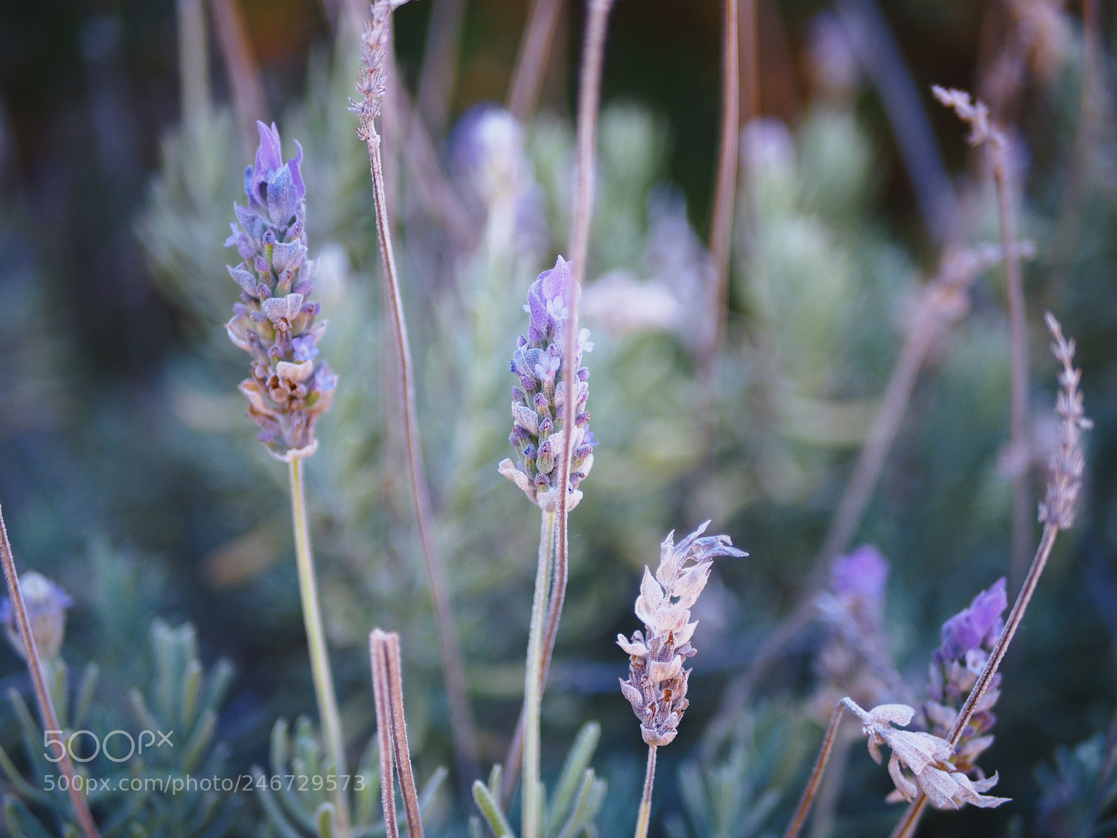 Olympus PEN E-PL5 sample photo. Lavender photography
