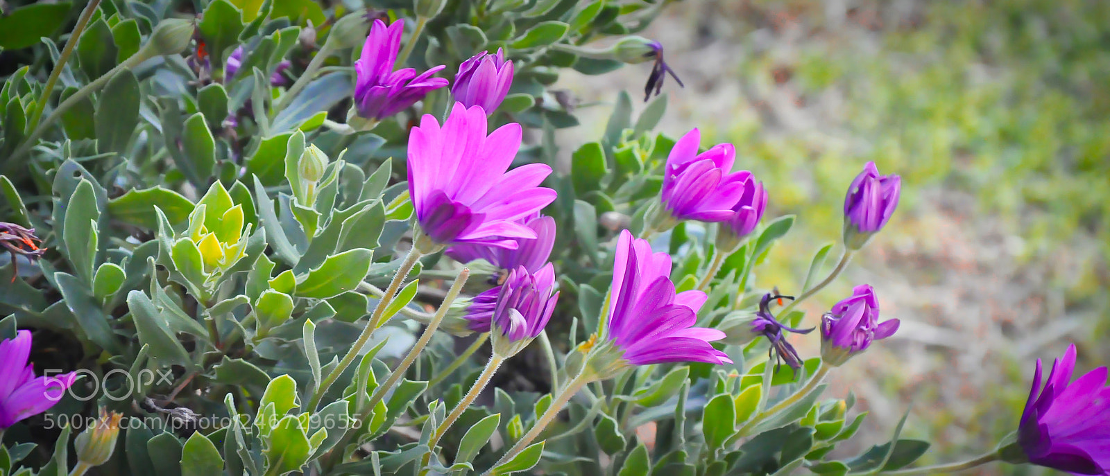 Nikon D90 sample photo. Beautiful violet flowers photography