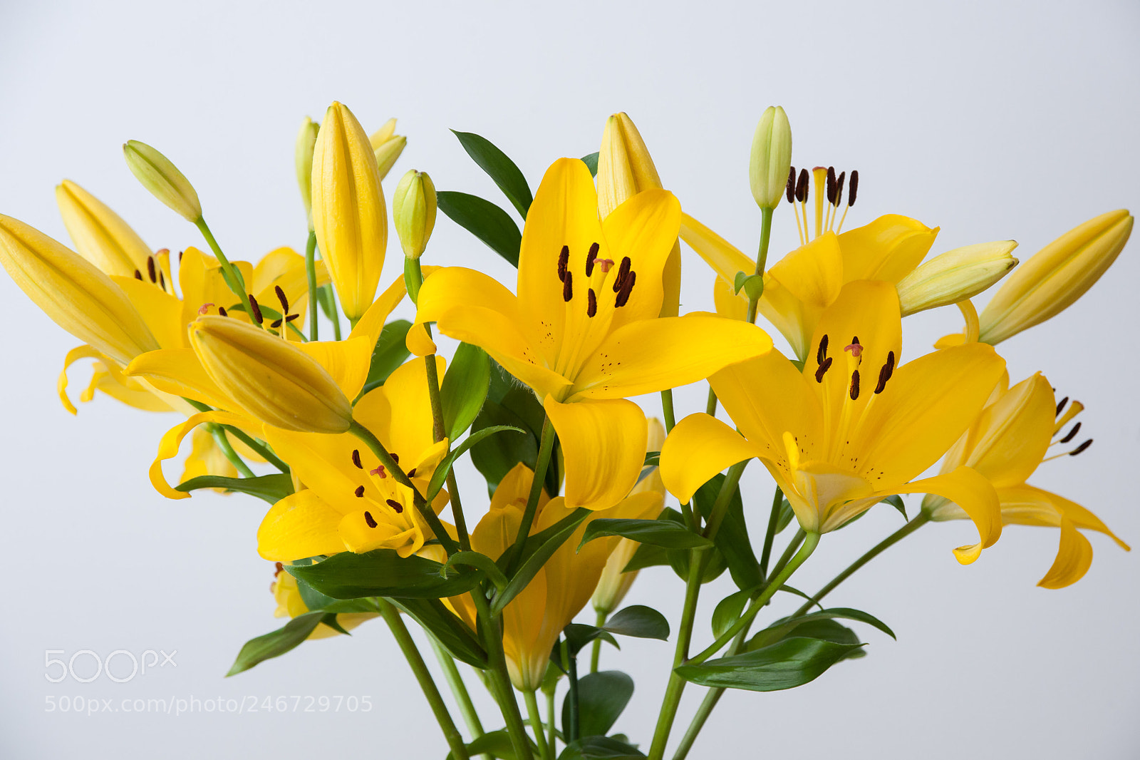 Nikon D3X sample photo. Bloom photography