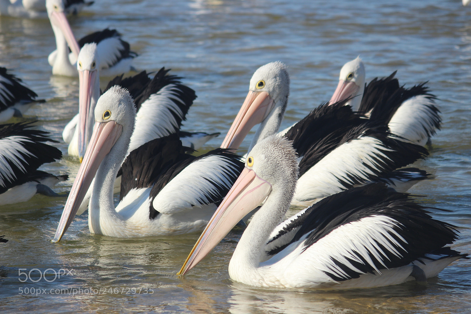 Canon EF-S 55-250mm F4-5.6 IS II sample photo. Flock of pelicans swimming photography