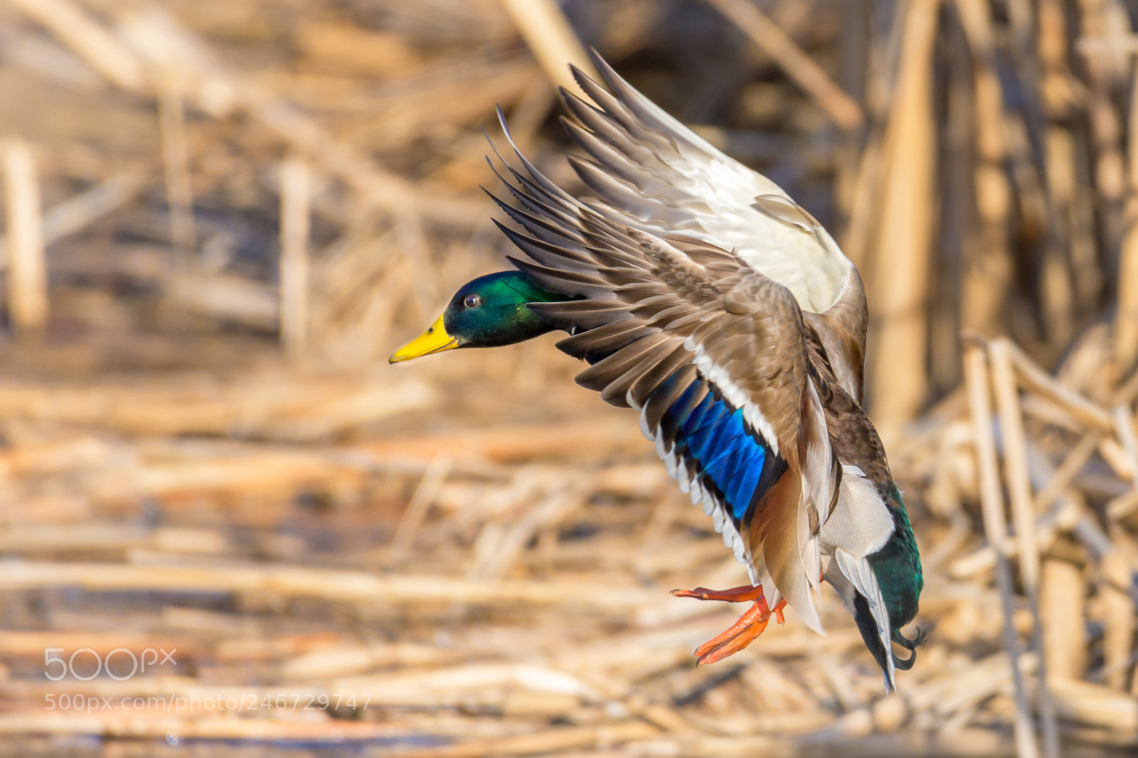 Nikon D610 sample photo. Mallard in bound photography