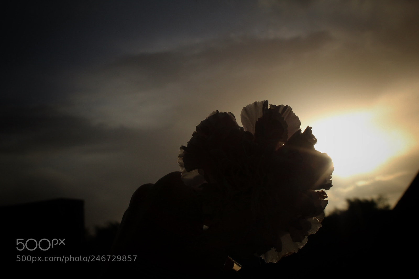 Canon EOS 1300D (EOS Rebel T6 / EOS Kiss X80) sample photo. Flower flare sunshine photography
