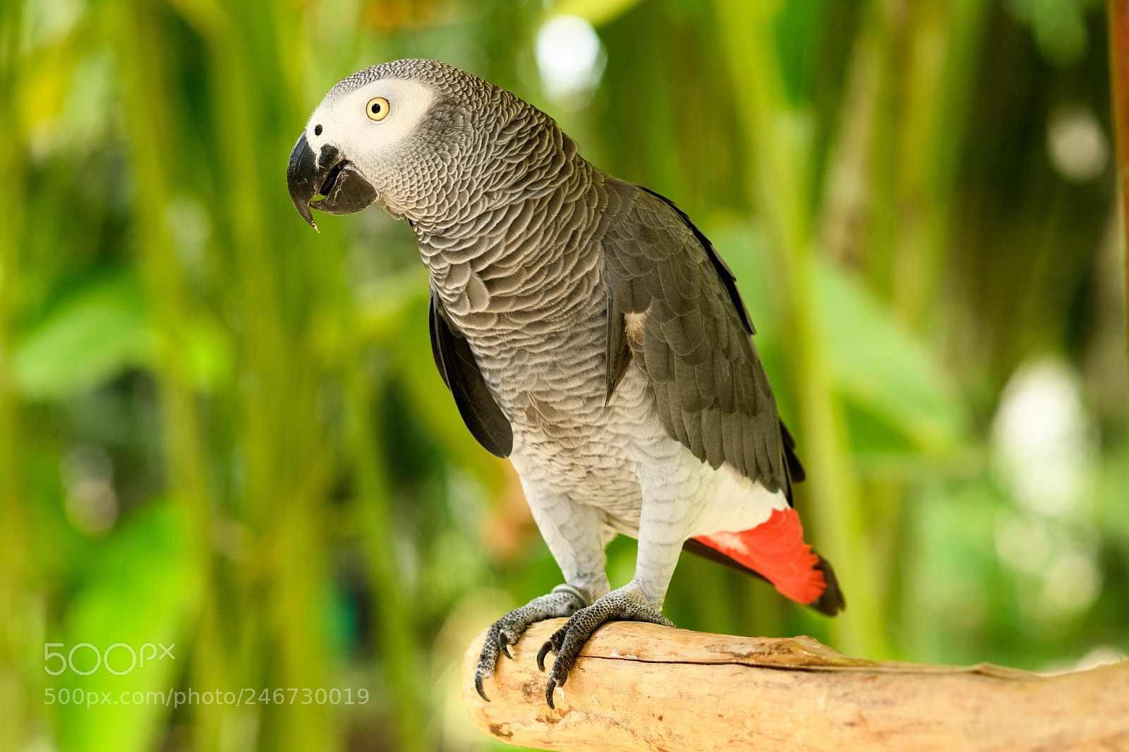 Nikon D7500 sample photo. Parrot photography