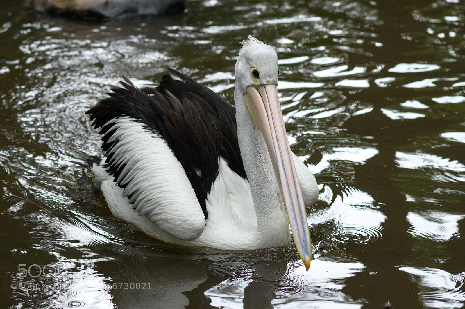 Nikon D7500 sample photo. Pelican photography