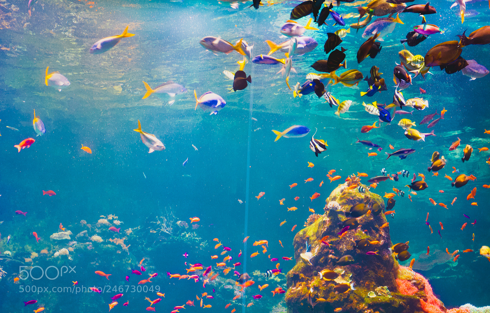 Canon EOS 700D (EOS Rebel T5i / EOS Kiss X7i) sample photo. Underwater photography