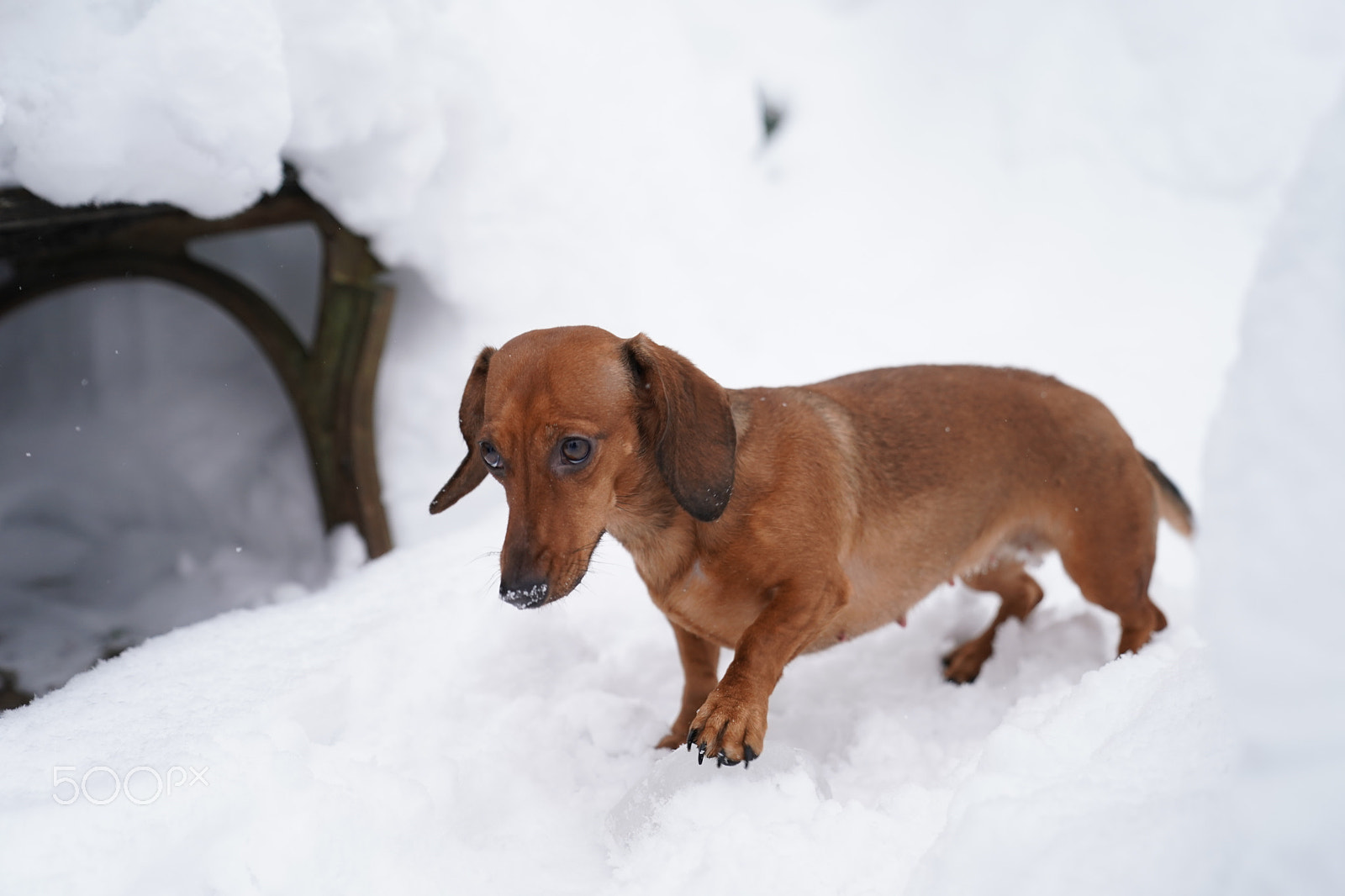 Sony FE 24-70mm F2.8 GM sample photo. Do you like game? photography