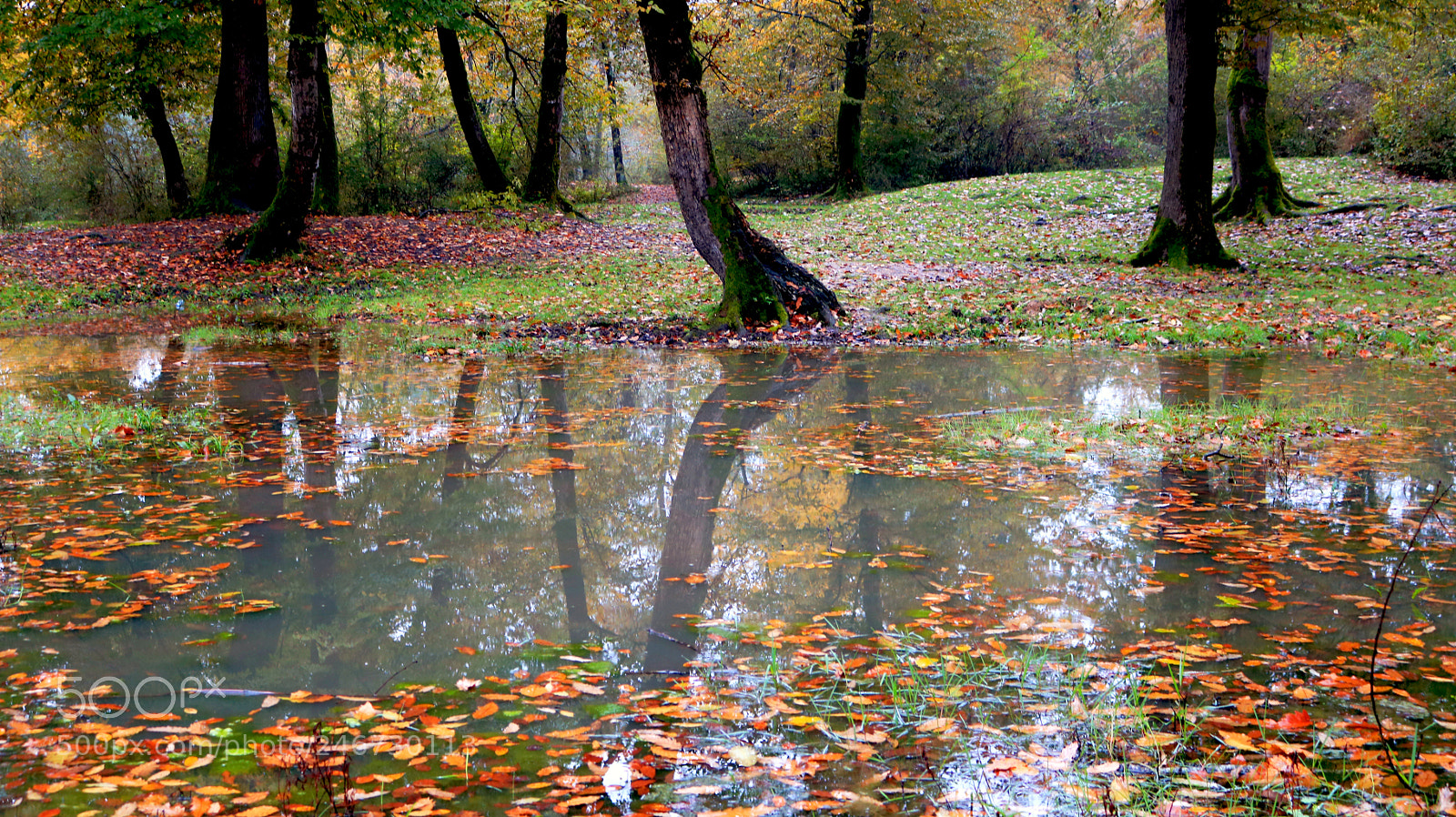Canon EOS 750D (EOS Rebel T6i / EOS Kiss X8i) sample photo. Autumn in jungle photography
