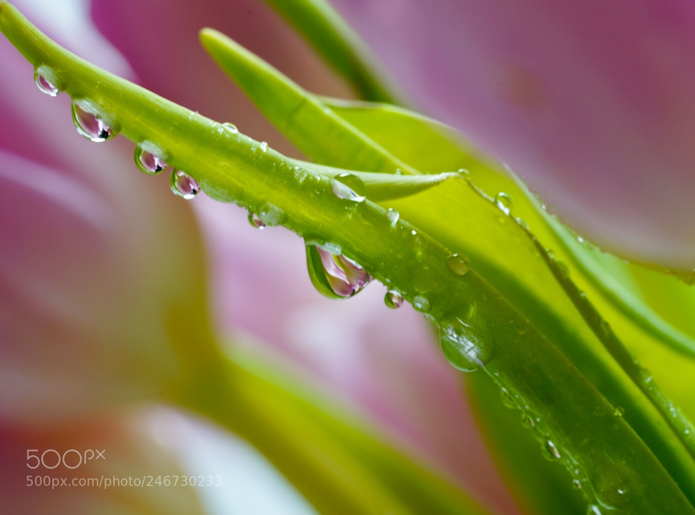 Sony a7R III sample photo. Tulips photography