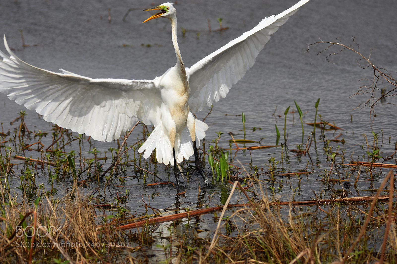 Nikon D7200 sample photo. Up and away photography