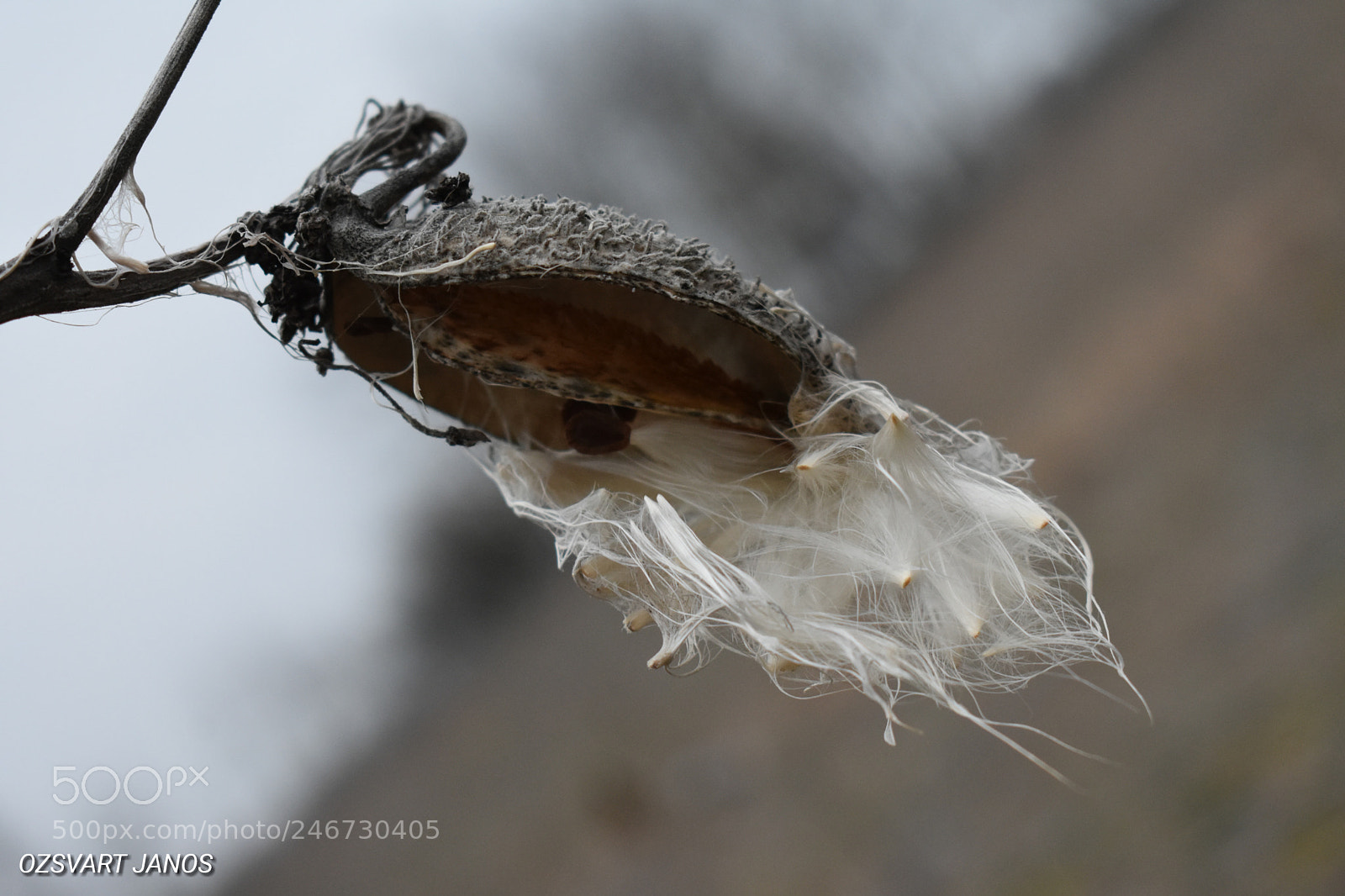 Nikon D3400 sample photo. Silk grass seeds photography