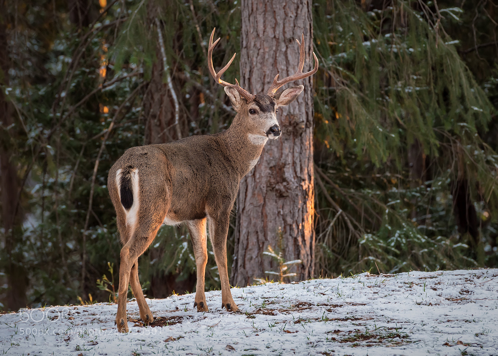 Nikon D5 sample photo. Buck at sunset photography