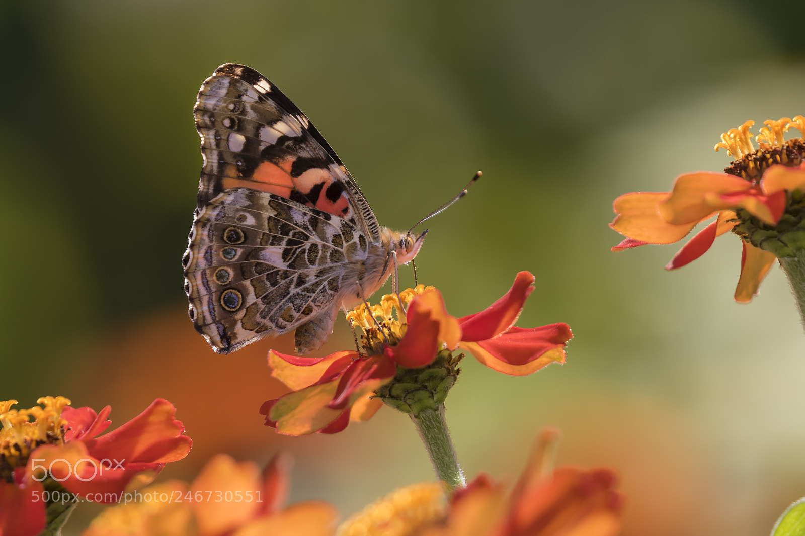 Canon EOS 7D Mark II sample photo. Butterfly in the garden photography