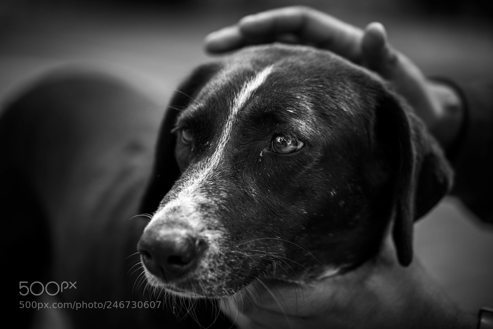 Nikon D810 sample photo. Innocence photography