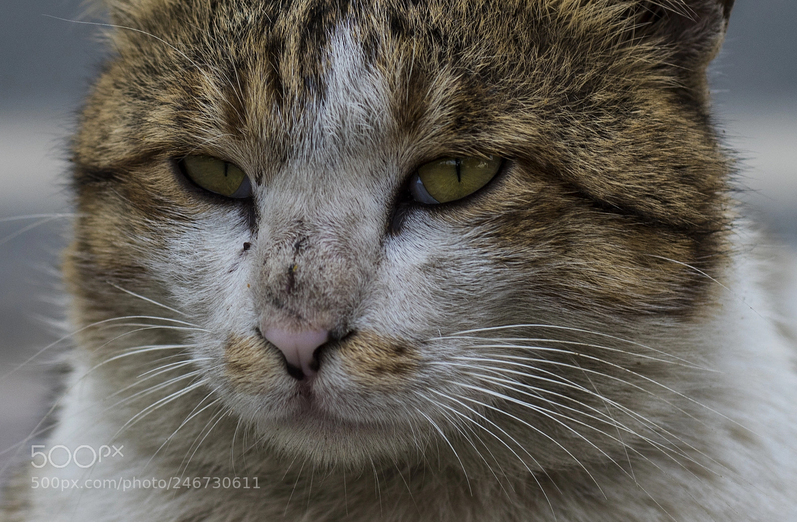 Nikon D810 sample photo. The watcher photography
