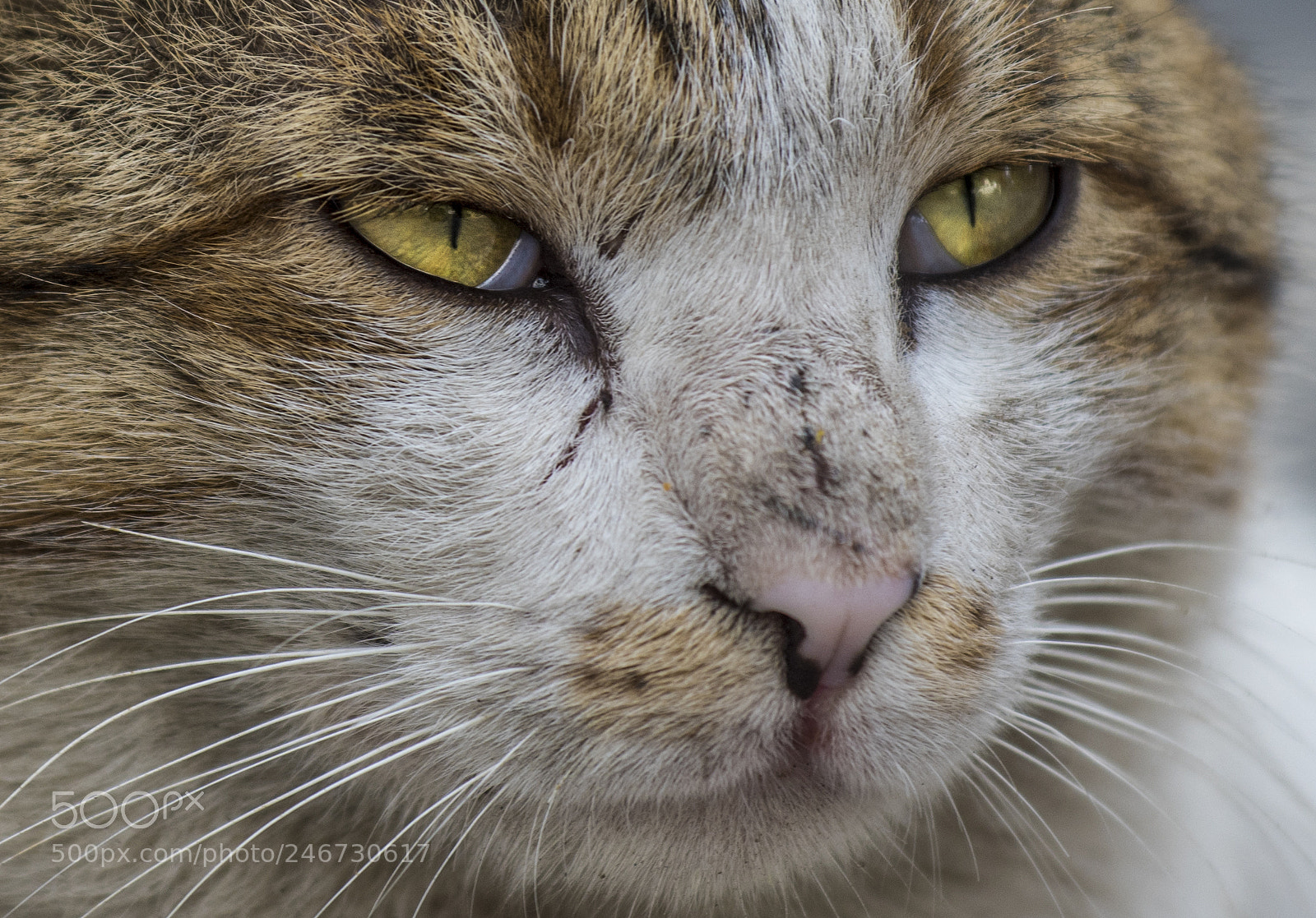 Nikon D810 sample photo. Keeping an eye photography
