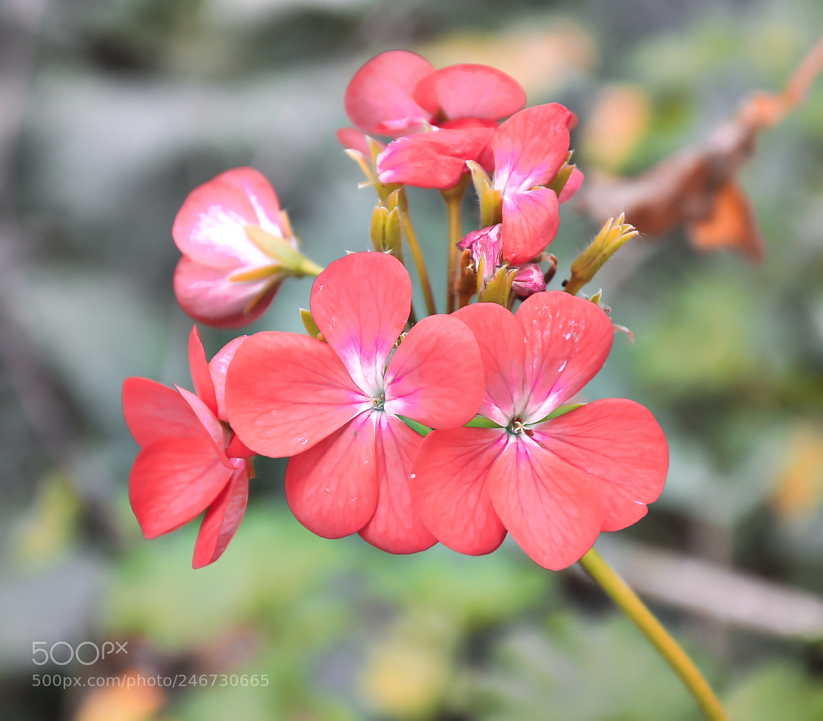 Nikon D90 sample photo. Beautiful pink flowers photography