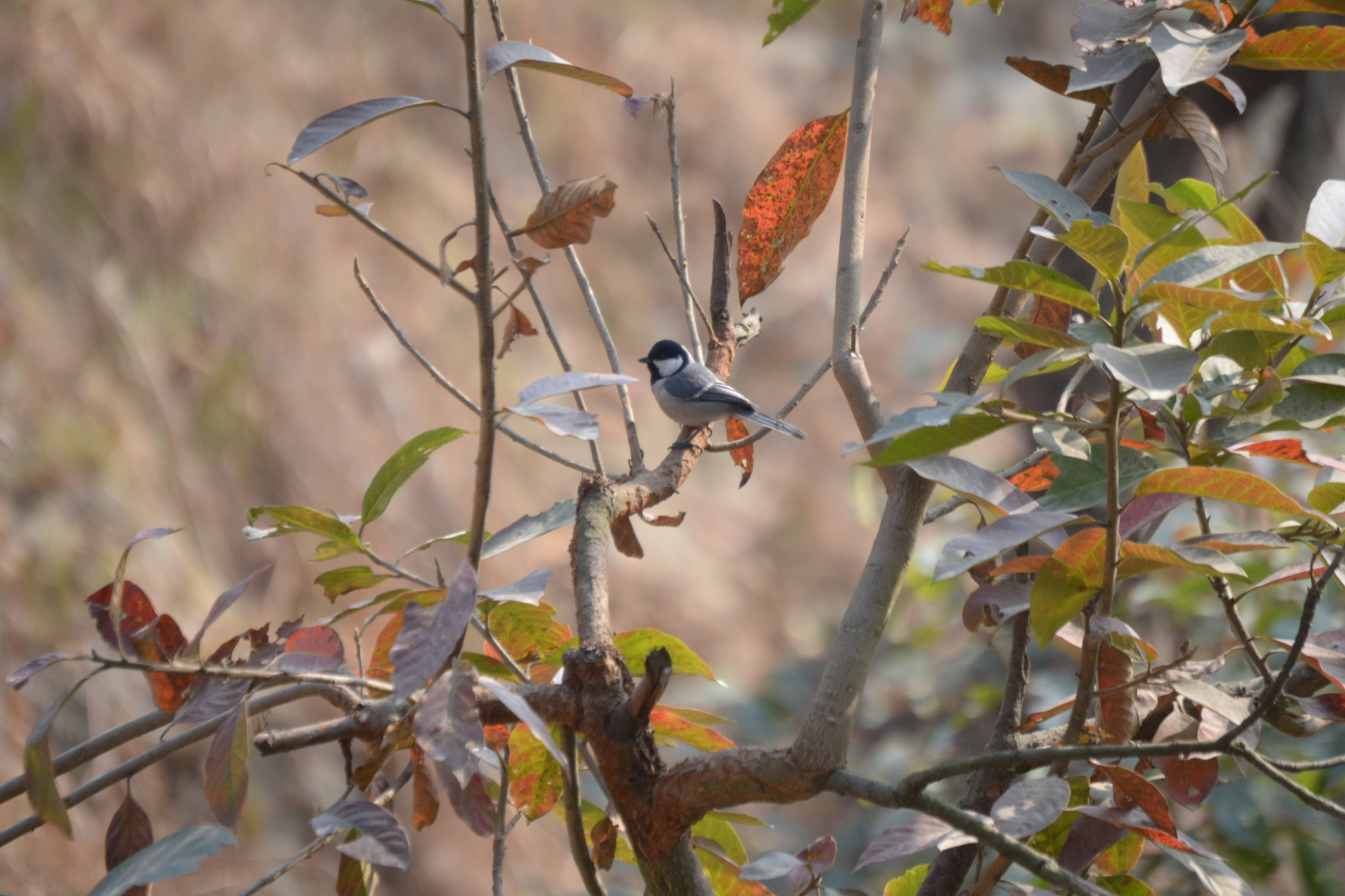 Nikon D3100 sample photo. Great tit photography