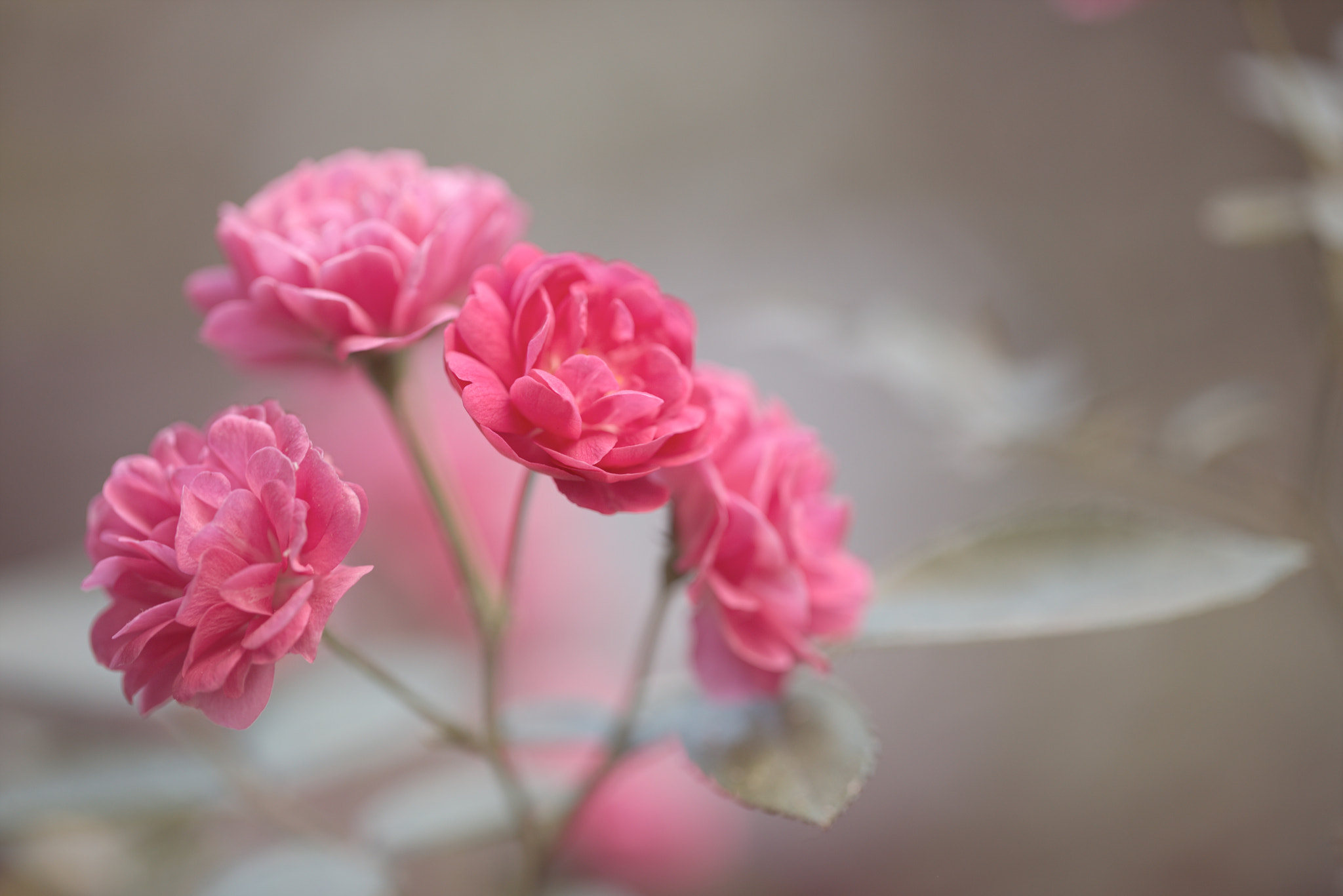 Canon EF 100mm F2.8L Macro IS USM sample photo. Summer roses photography