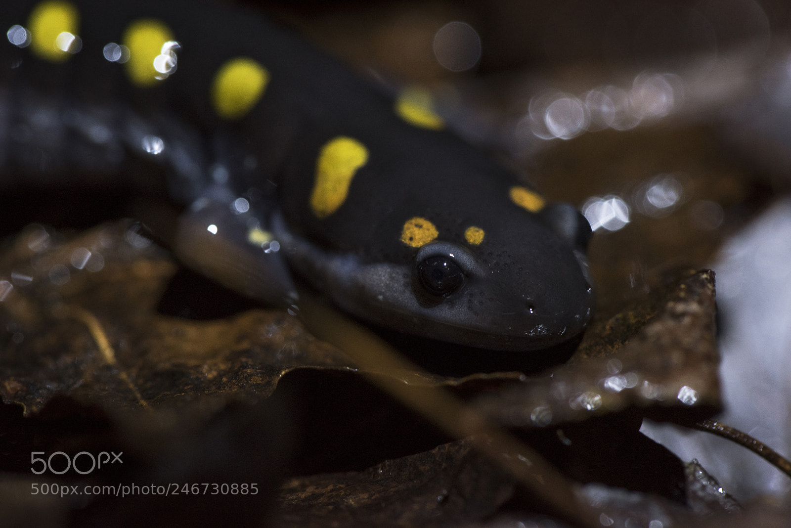 Nikon D810 sample photo. Spotted salamander photography
