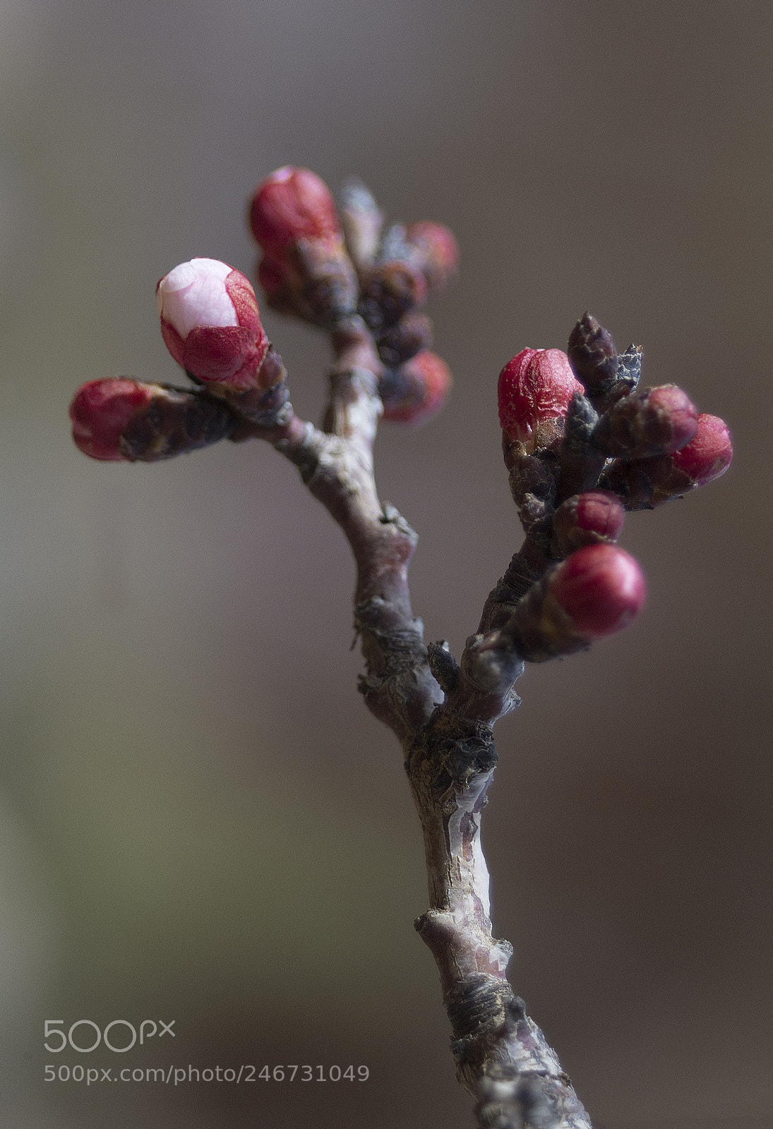 Fujifilm X-A1 sample photo. Apricot photography