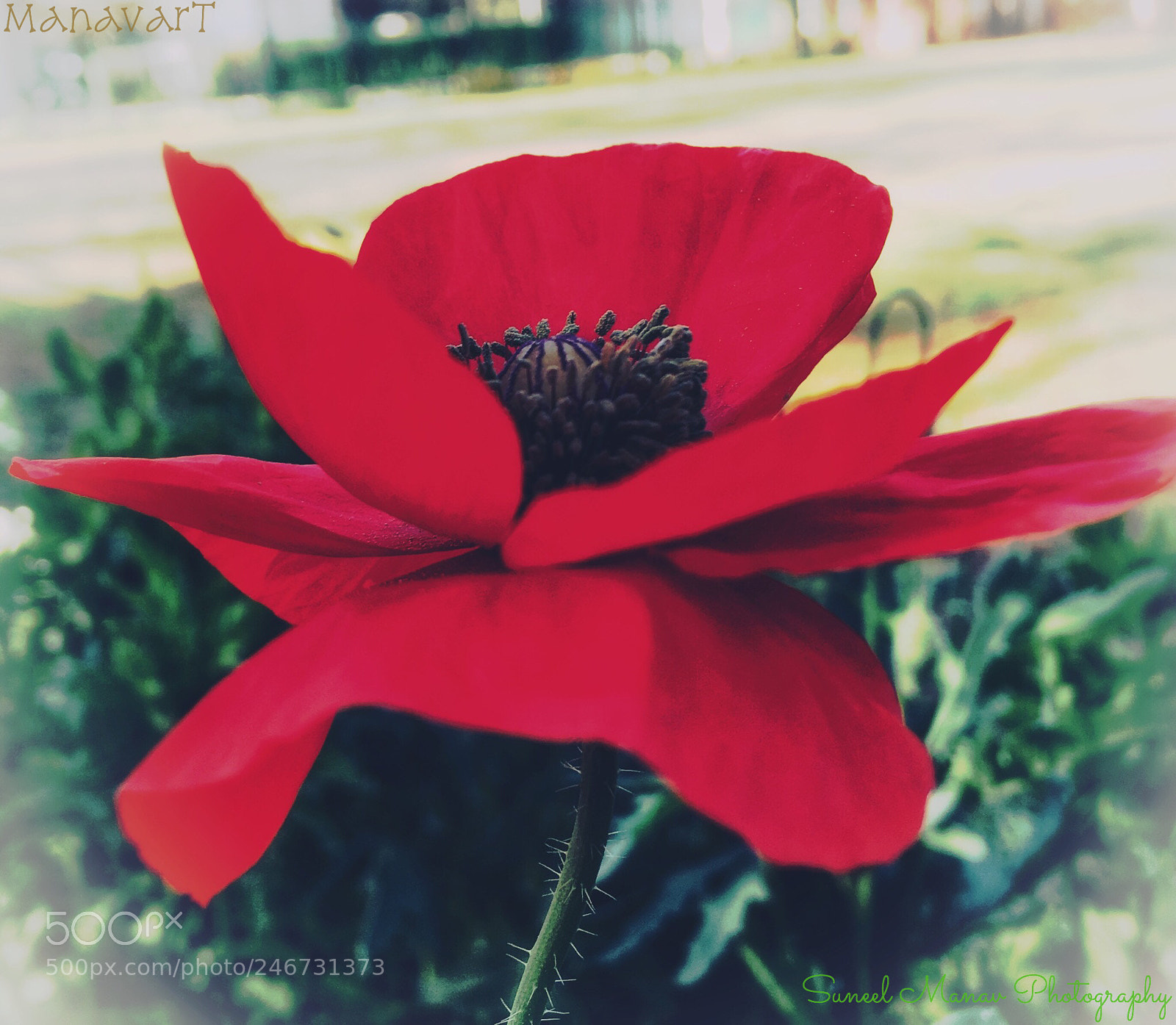 Apple iPhone SE sample photo. Untitled photography