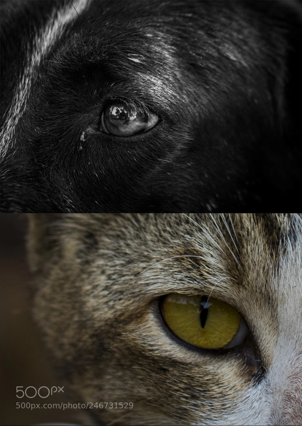 Nikon D810 sample photo. Calmness and fury photography