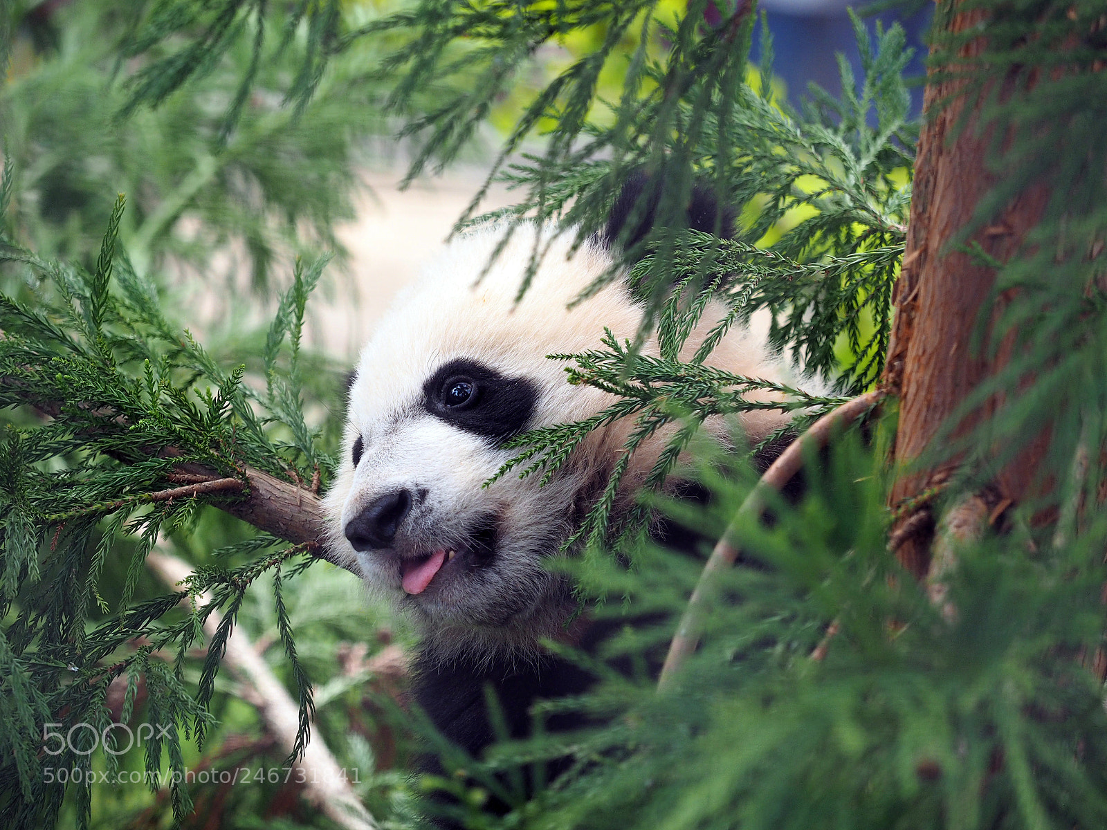 Olympus OM-D E-M1 sample photo. Peek-a-boo panda photography