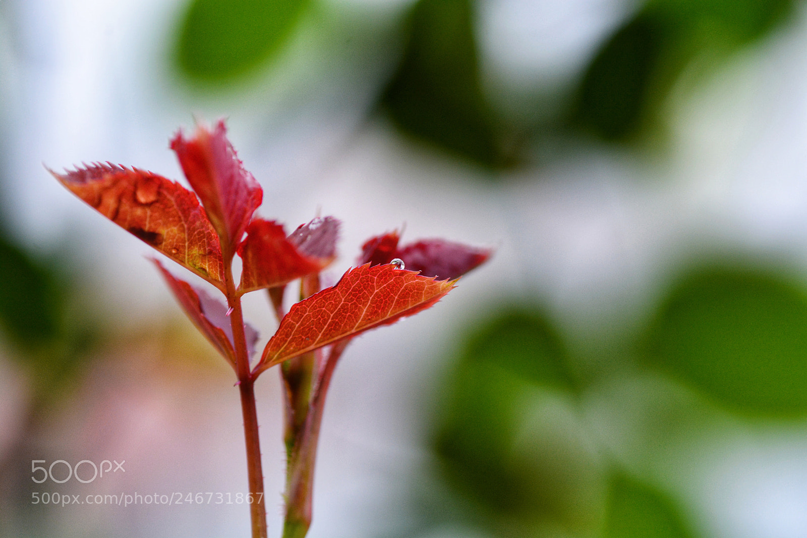 Nikon D7100 sample photo. Untitled photography
